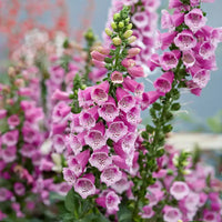 Dalmatian Rose Foxglove