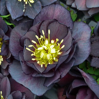 Dark and Handsome Double Hellebore