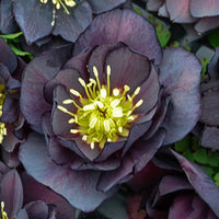 Dark and Handsome Double Hellebore