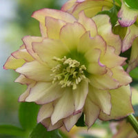 First Dance Double Hellebore