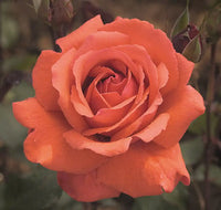 Fragrant Cloud 36 Tree Rose