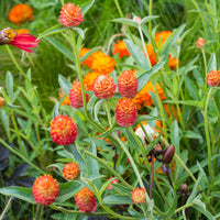 QIS? Orange – Gomphrena Seed