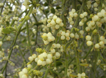 Oak Mistletoe Fruit Seeds - Ideal for Growers Looking for Unusual Plants 100 pcs