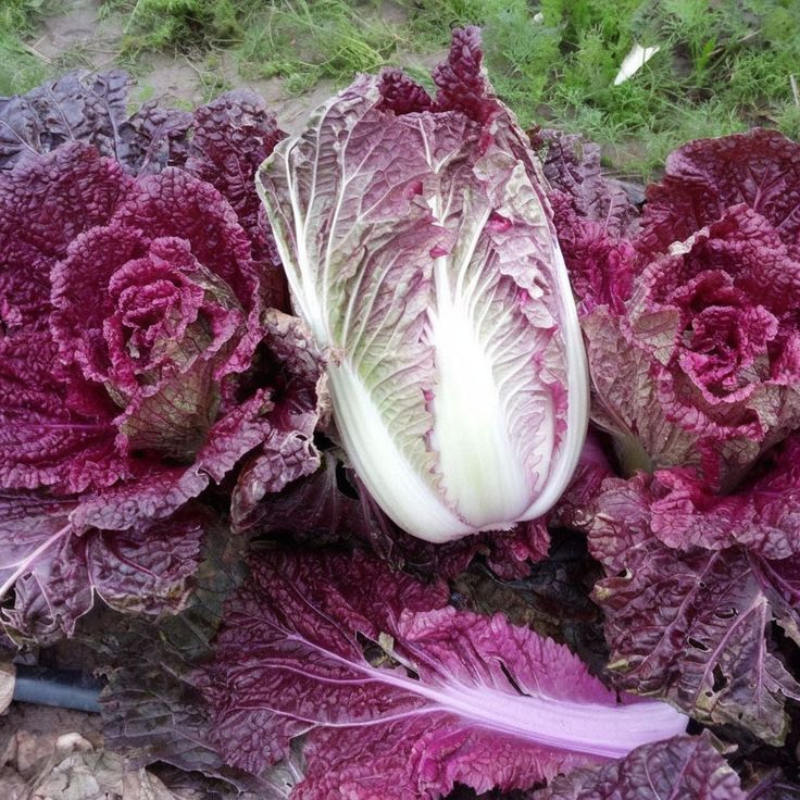 Miss Hong – Red Chinese Cabbage Seeds