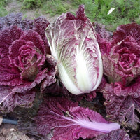 Miss Hong – Red Chinese Cabbage Seeds