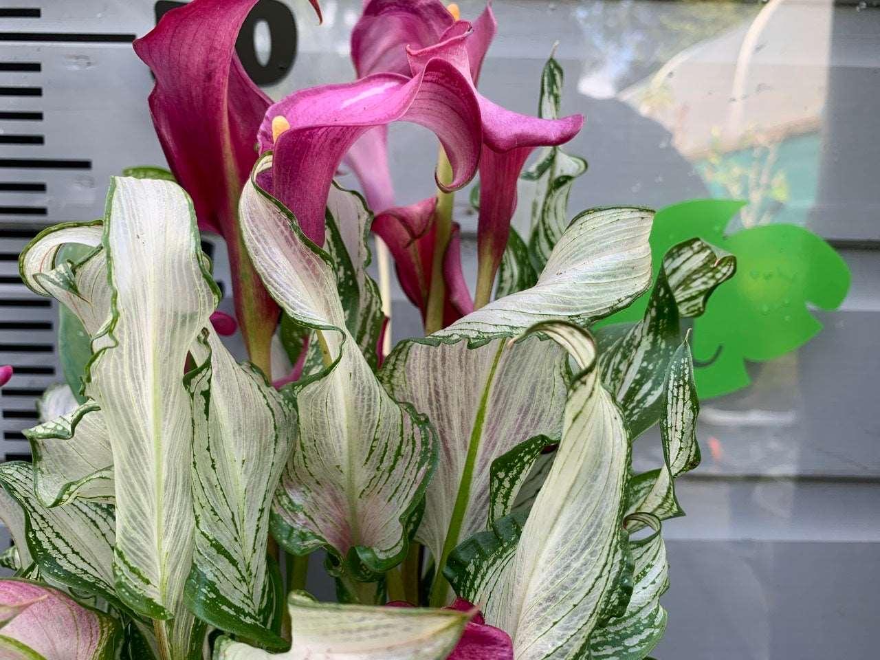 Frozen Queen Calla Lily
