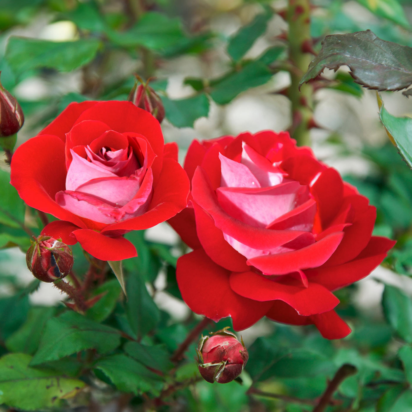 Take it Easy Floribunda Rose