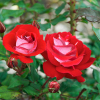 Take it Easy Floribunda Rose