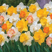 Giant Trumpet Daffodils for Naturalizing Seeds