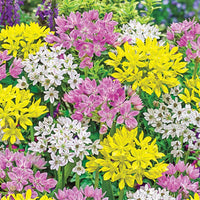 Eye Candy Allium Mixture Seeds