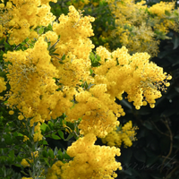 Cootamundra Wattle Flower Seeds