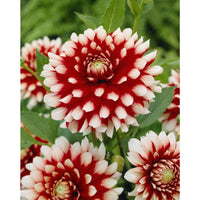 Splash of Summer Dahlia Duet