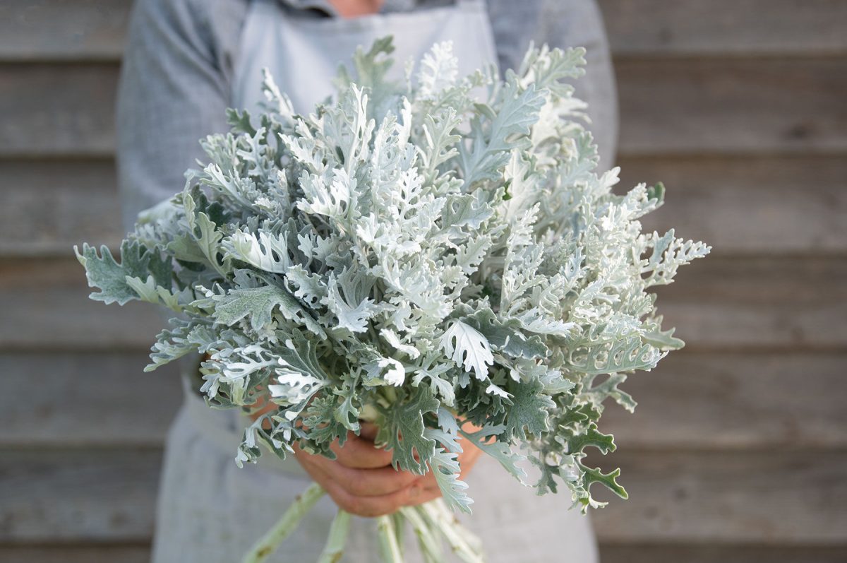 Candicans – Heirloom Dusty Miller Seeds