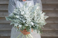 Candicans – Heirloom Dusty Miller Seeds