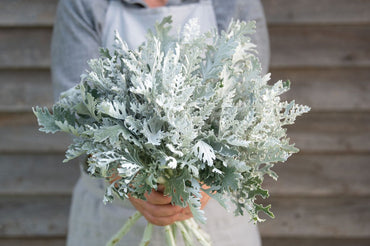 Candicans – Heirloom Dusty Miller Seeds