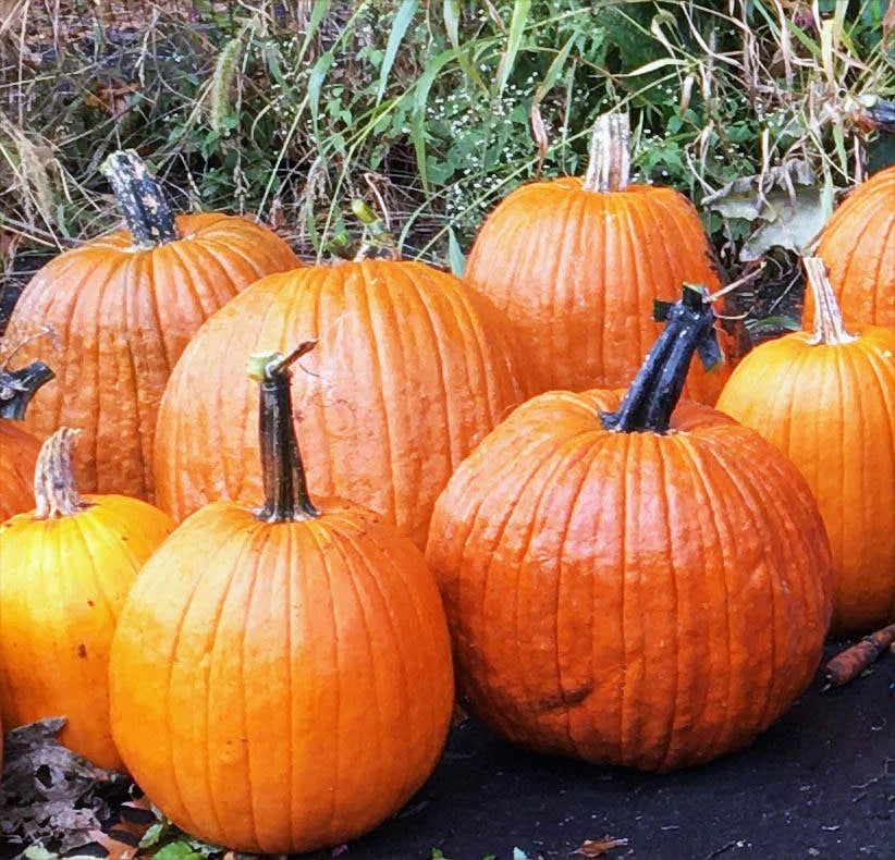 Rocket – Pumpkin Seed