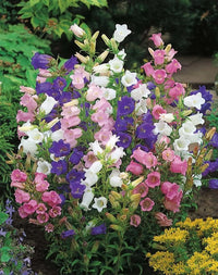 Canterbury Bells Mixture