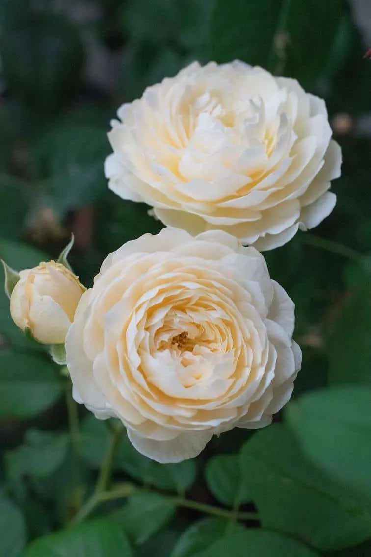 Rose- Windermere