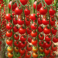 Waterfall Tomato Seeds