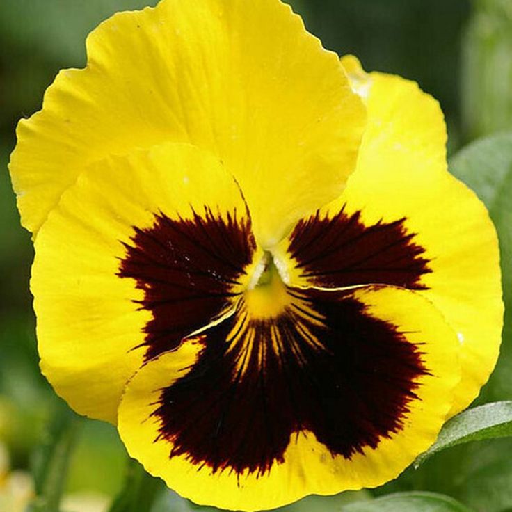 Pansy- Swiss Giants Rhinegold