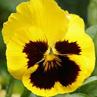 Pansy- Swiss Giants Rhinegold