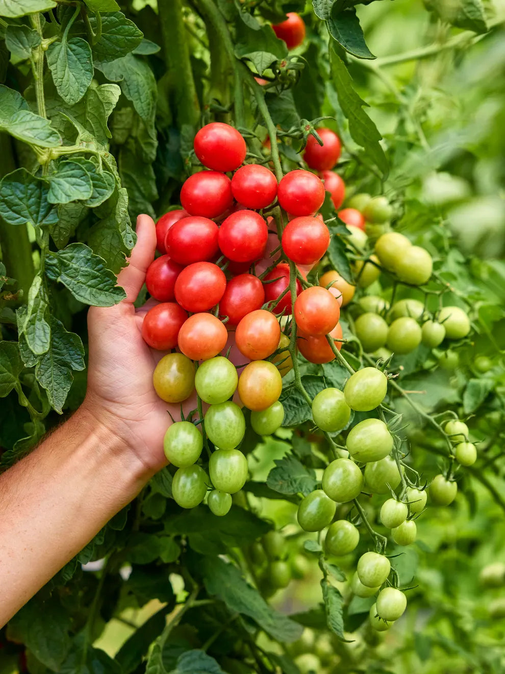 Sunpeach – Tomato Seed