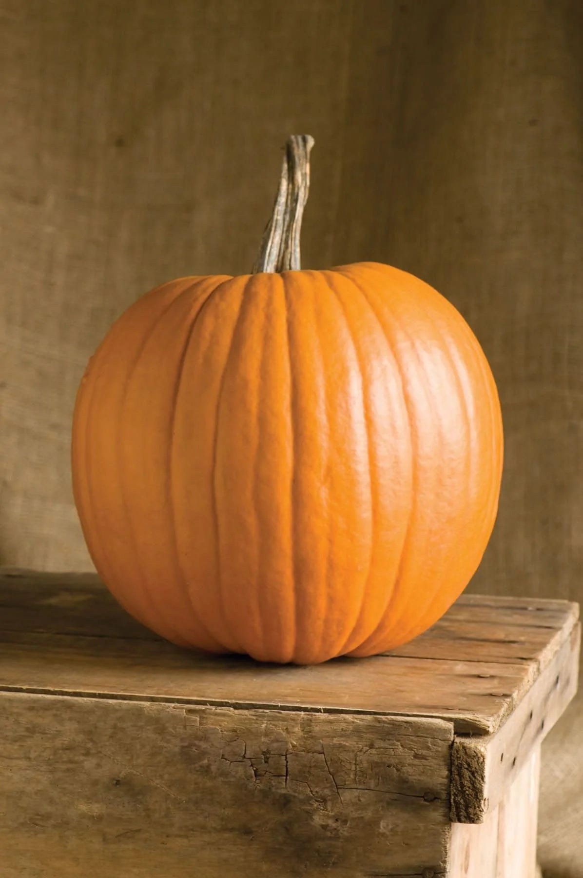 Rival PMR – Pumpkin Seed