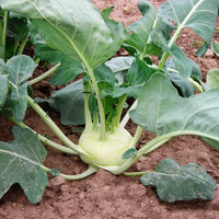 Kohlrabi Seeds