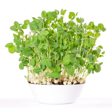 Komatsuna – Microgreen Seed