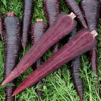 Carrot Deep Purple Seeds