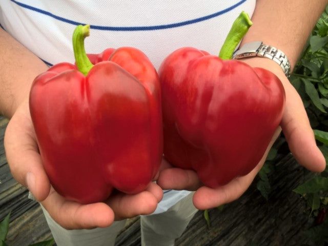 Procraft – Bell Pepper Seed