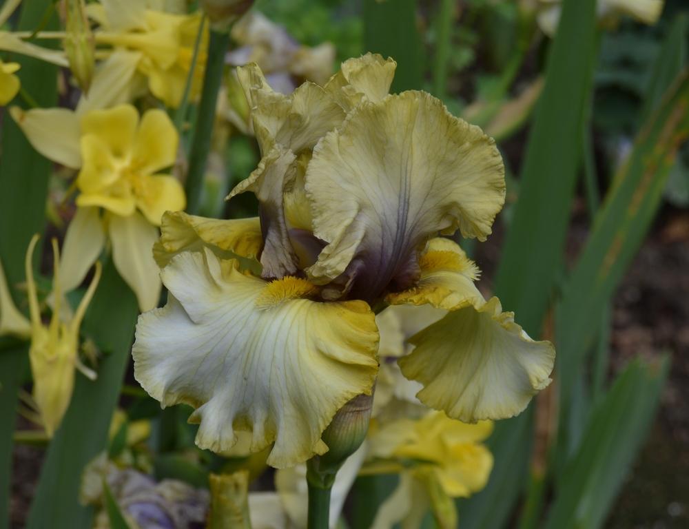 Monsoon Moon Bearded Iris Seeds