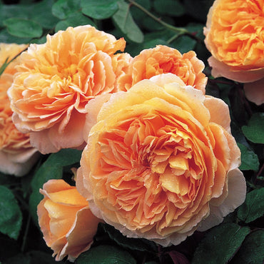 Rose- Crown Princess Margareta