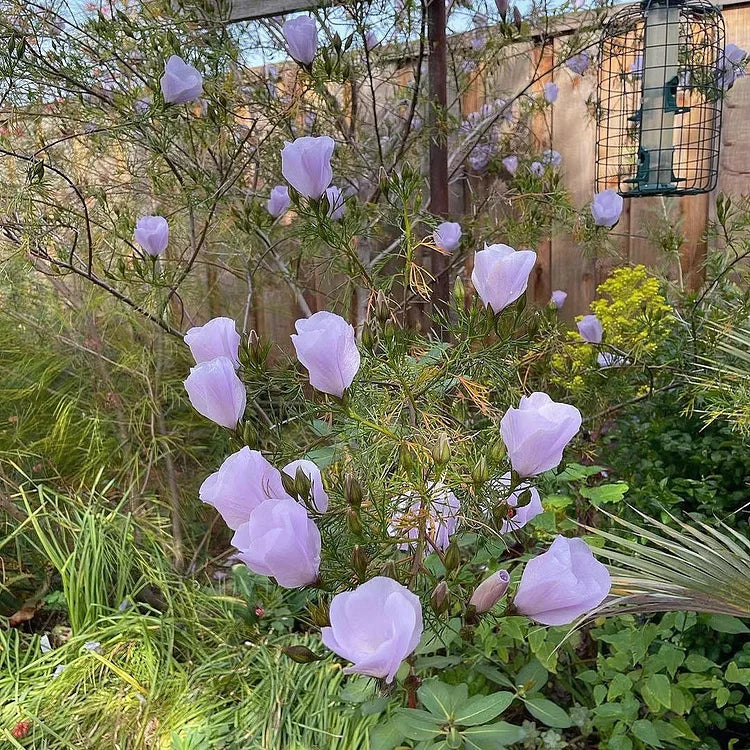 Paper Hibiscus Seeds