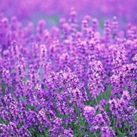 Provence Lavender Seeds