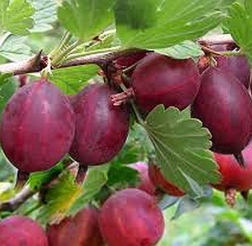 Gooseberry Whinhams Industry seeds