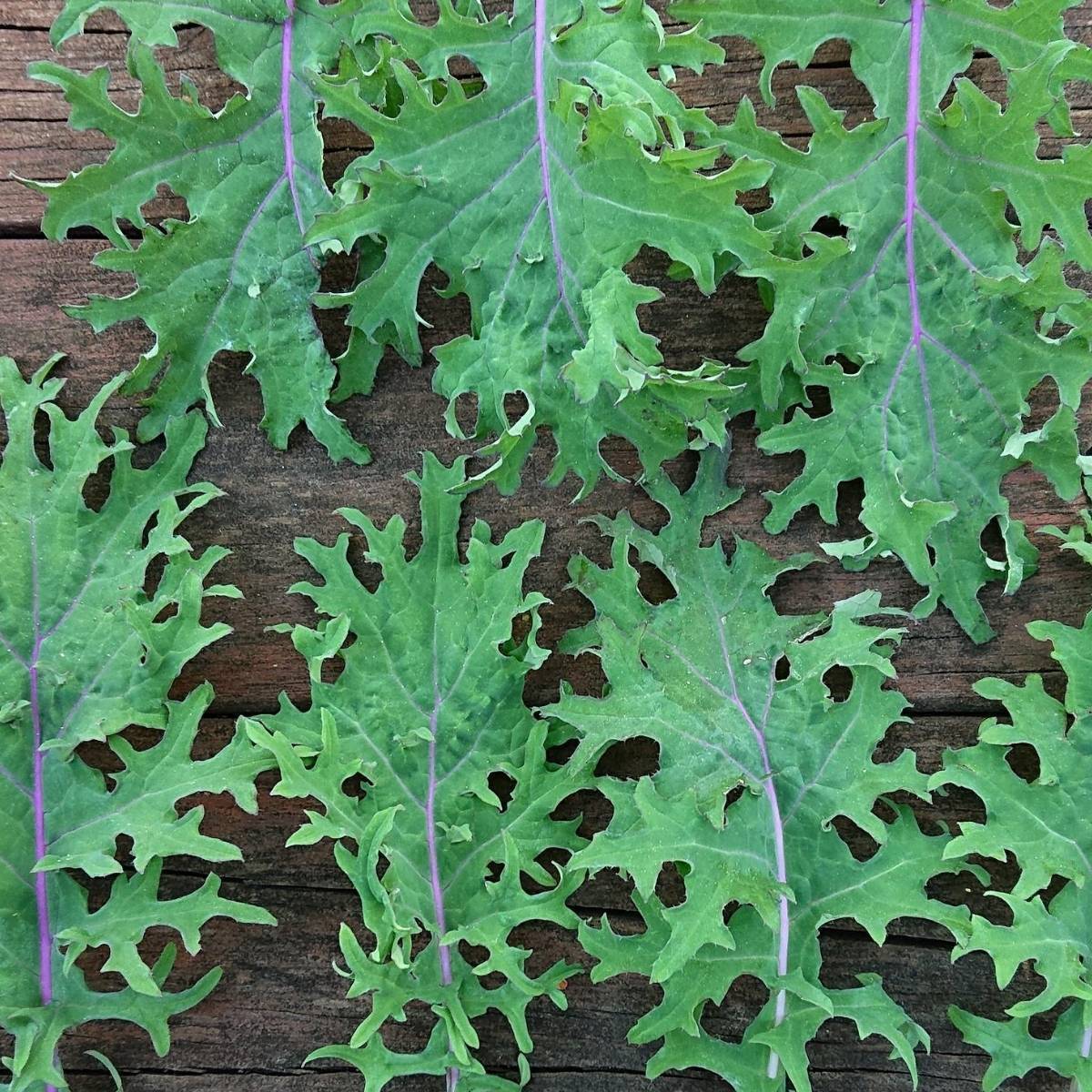 Kale- Red Russian