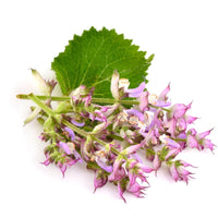 Clary Sage
