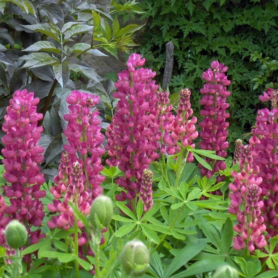 Lupin- Nigrescens Pink