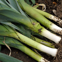 Leek- Bulgarian Giant