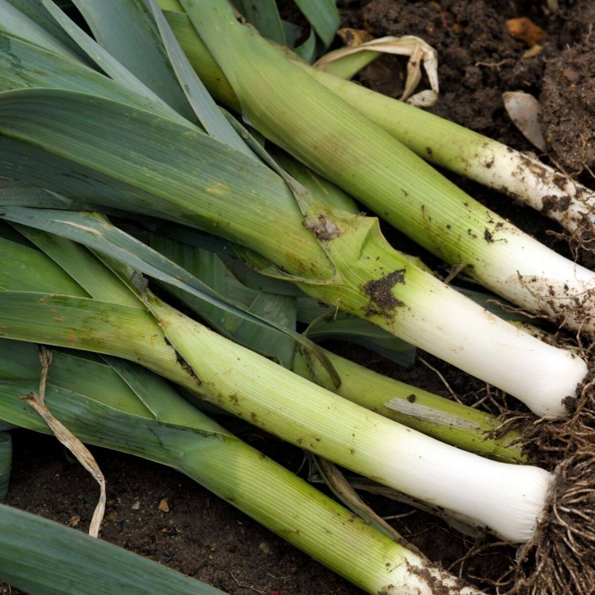 Leek- Bulgarian Giant