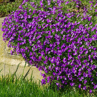 Heirloom Non-GMO Aubrieta Flower Seeds for Planting – Vibrant Ground Cover for Rock Gardens