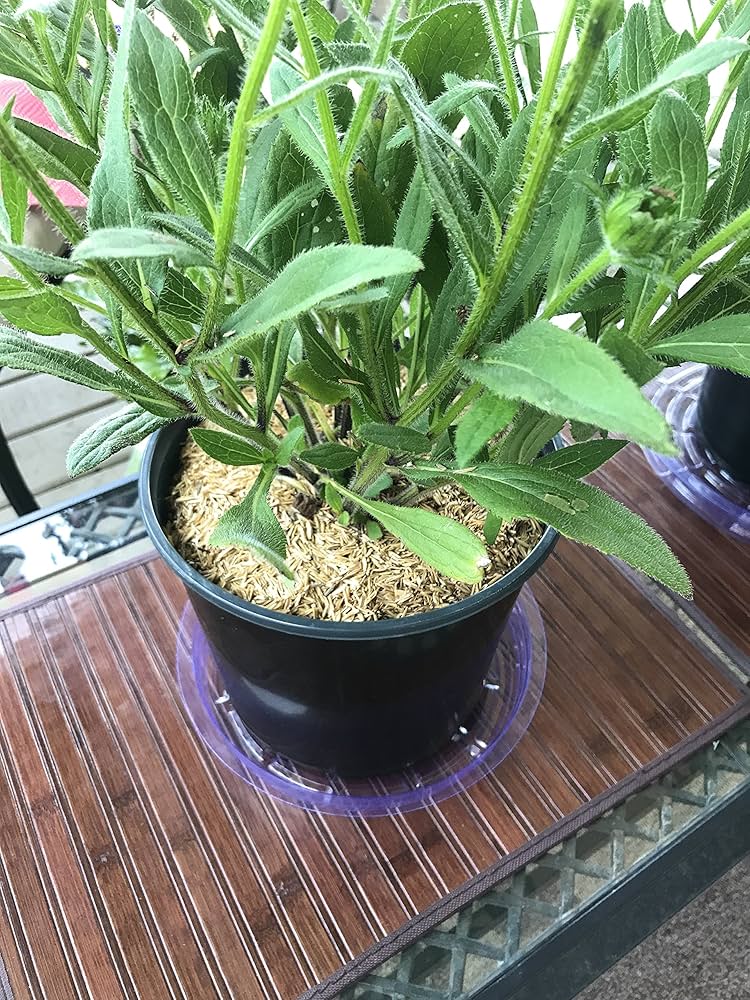 African dream root Silene capensis herb seeds for planting in pots or naturalistic garden spaces