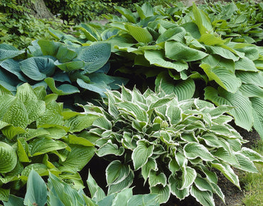 Blue Streak Hosta Mixture