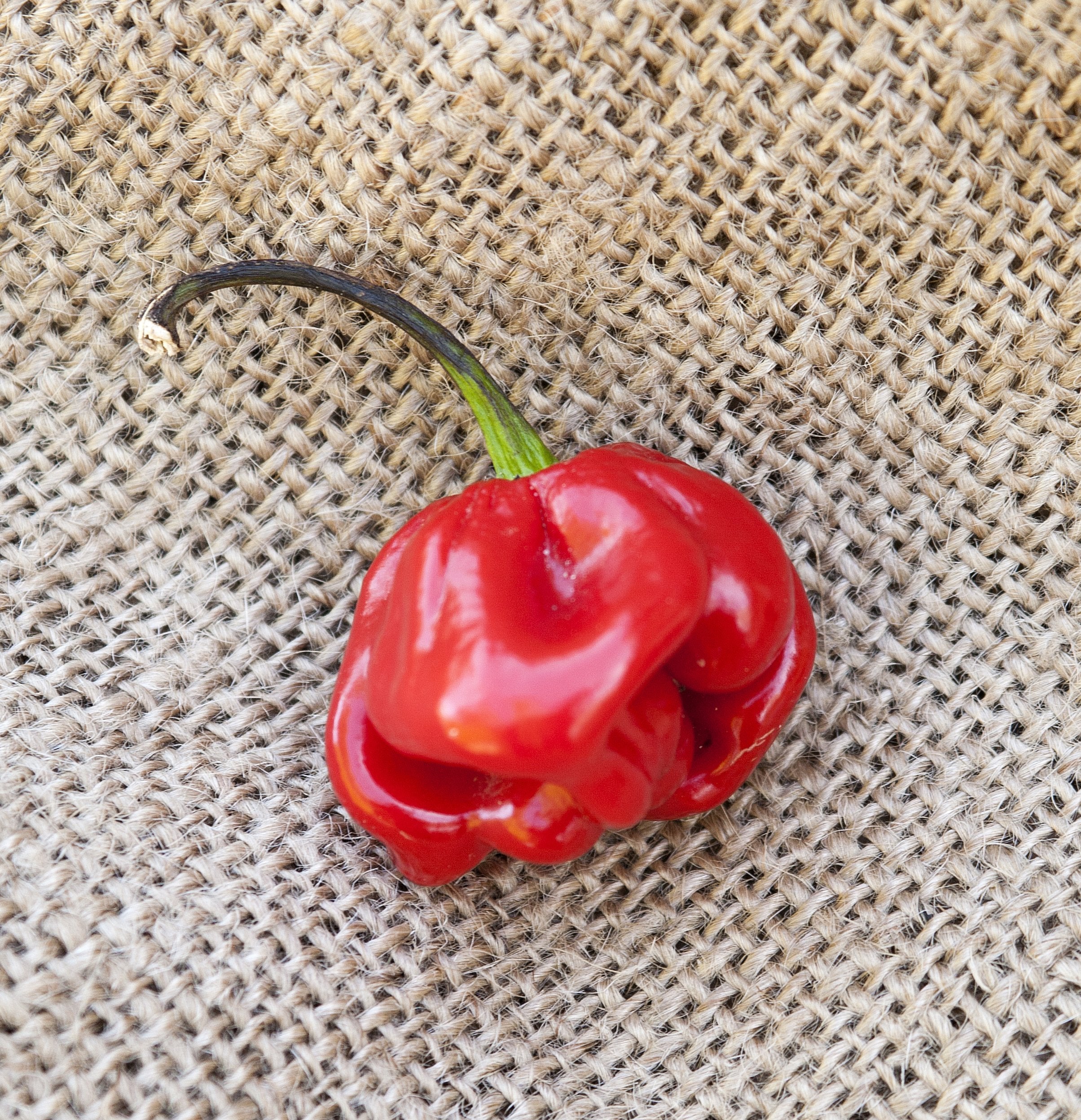 Habanero - Red for planting in home garden