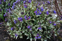 Diana Clare Lungwort