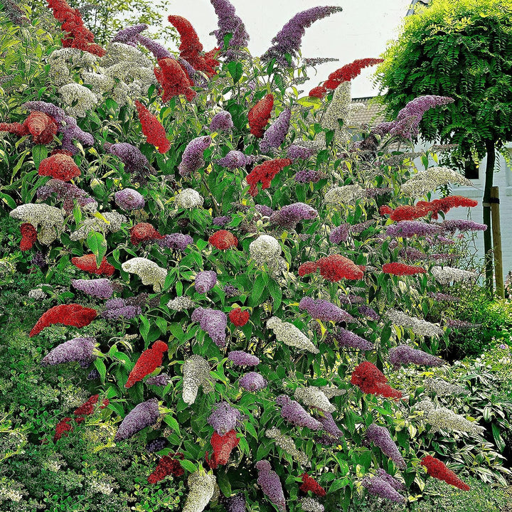 Heirloom Non-GMO Buddleia Trikolore Flower Seeds for Garden Planting – Butterfly-Attracting Blooms