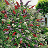 Heirloom Non-GMO Buddleia Trikolore Flower Seeds for Garden Planting – Butterfly-Attracting Blooms