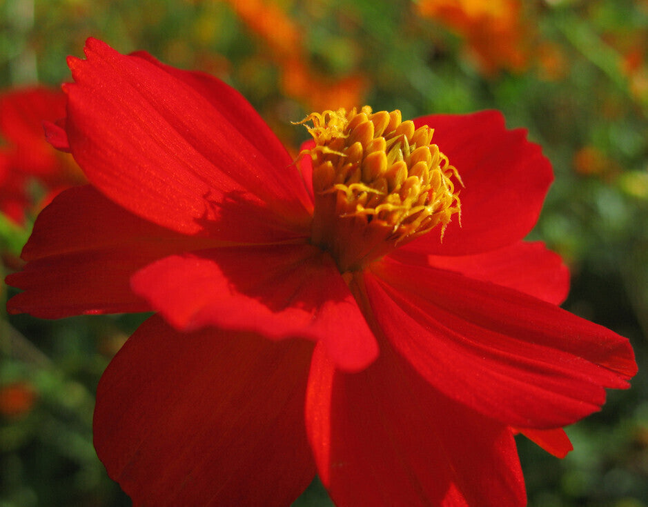 Cosmos- Sensation Dazzler