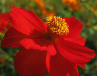 Cosmos- Sensation Dazzler